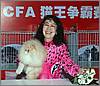 Yaeko 2nd Best Cat